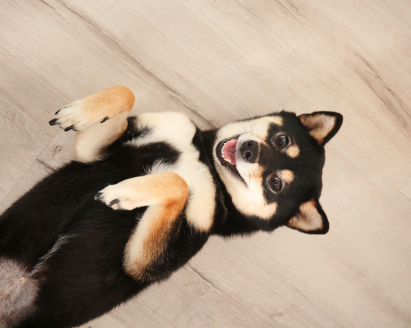 All About Shiba Inu