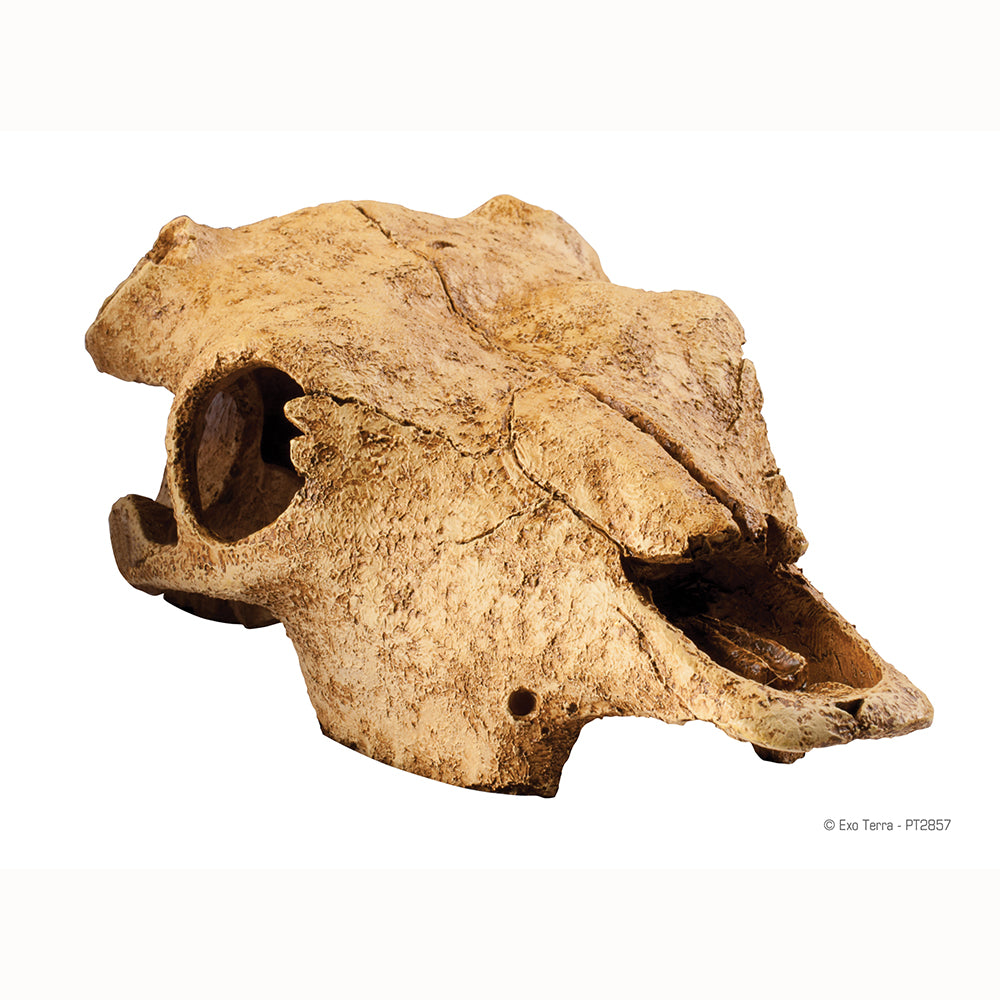 Exo Terra Cattle Skull