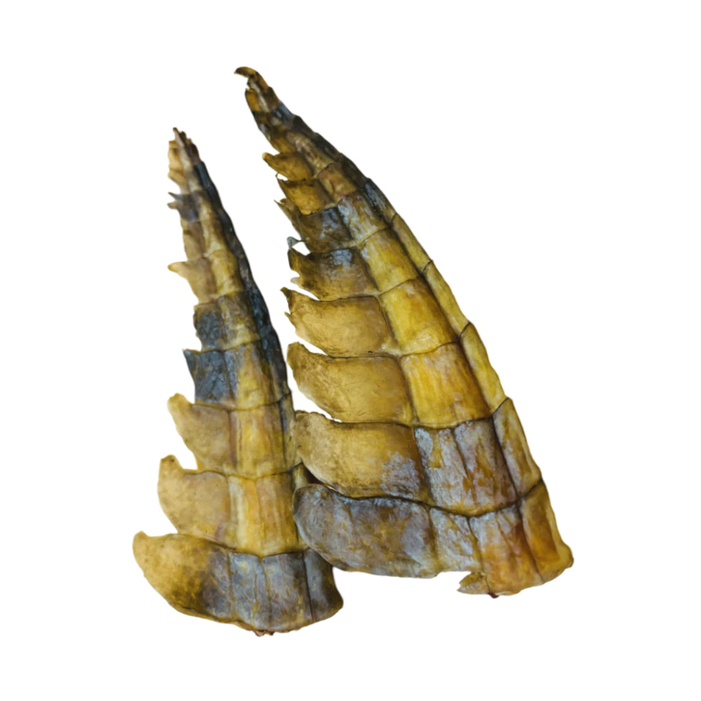 Scott & Dan's Crocodile Tail 15-20cm 1pc