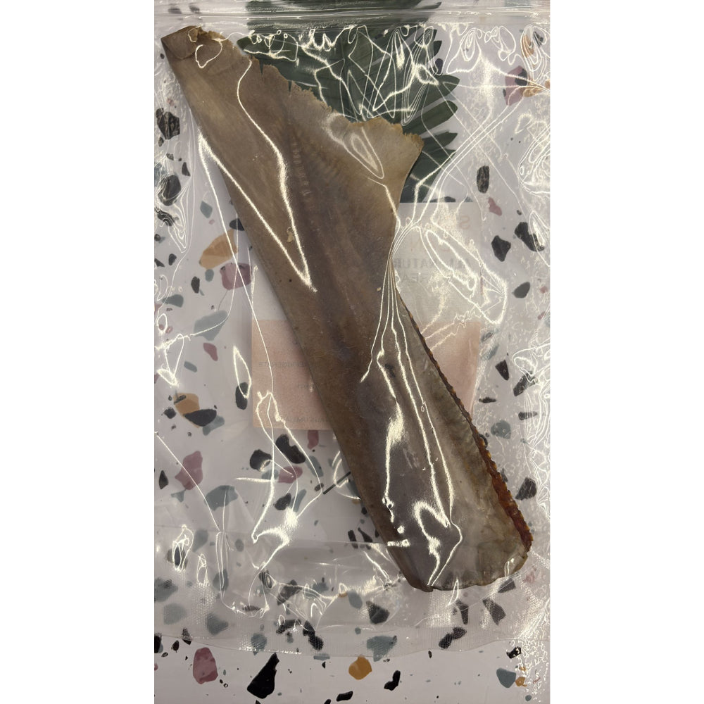 Scott & Dan's Shark Cartilage Tail (L) 1pc