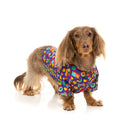 Fuzzyard Dog Button Up Shirt - Highscore Size 2