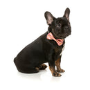Fuzzyard Pet Bowtie Two-Cans L